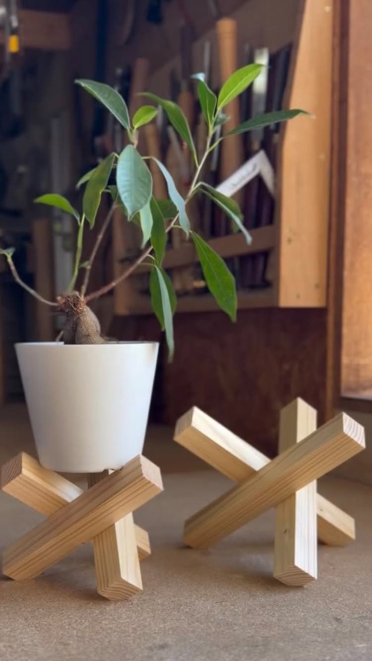 Green plant in white pot on a small wooden cross-shaped plant stand.