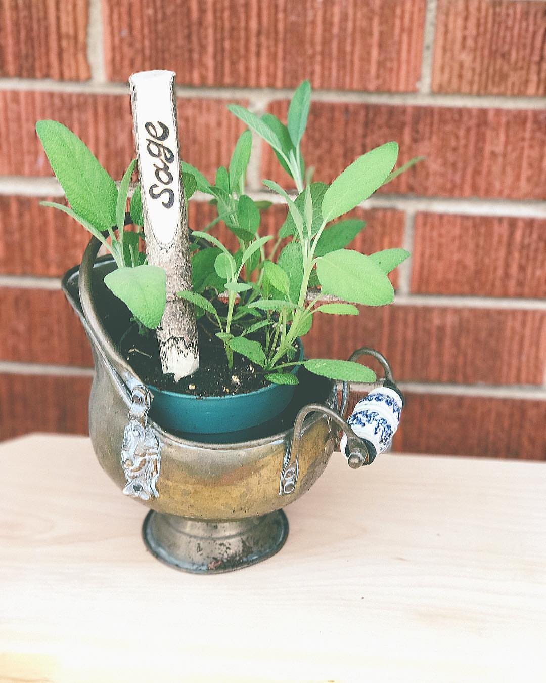 9 Wood Burning Images for Spoons, Plaques and Coasters 8 Sage plant in a metal bowl with a wood burned plant marker.