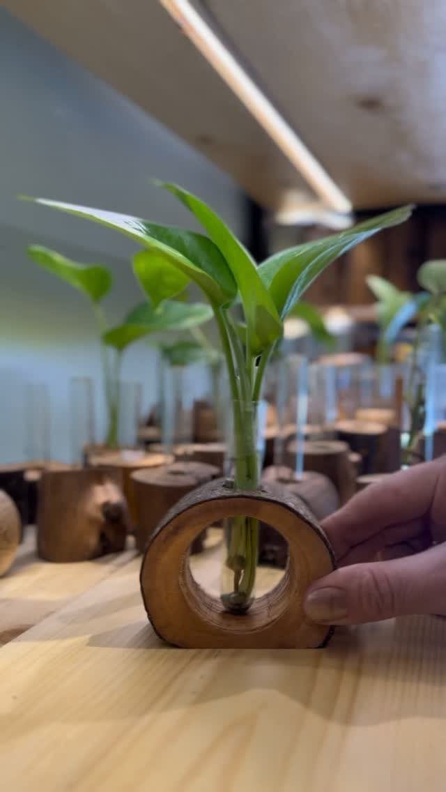 Small circular wooden planter holding a green plant cutting in a glass tube.