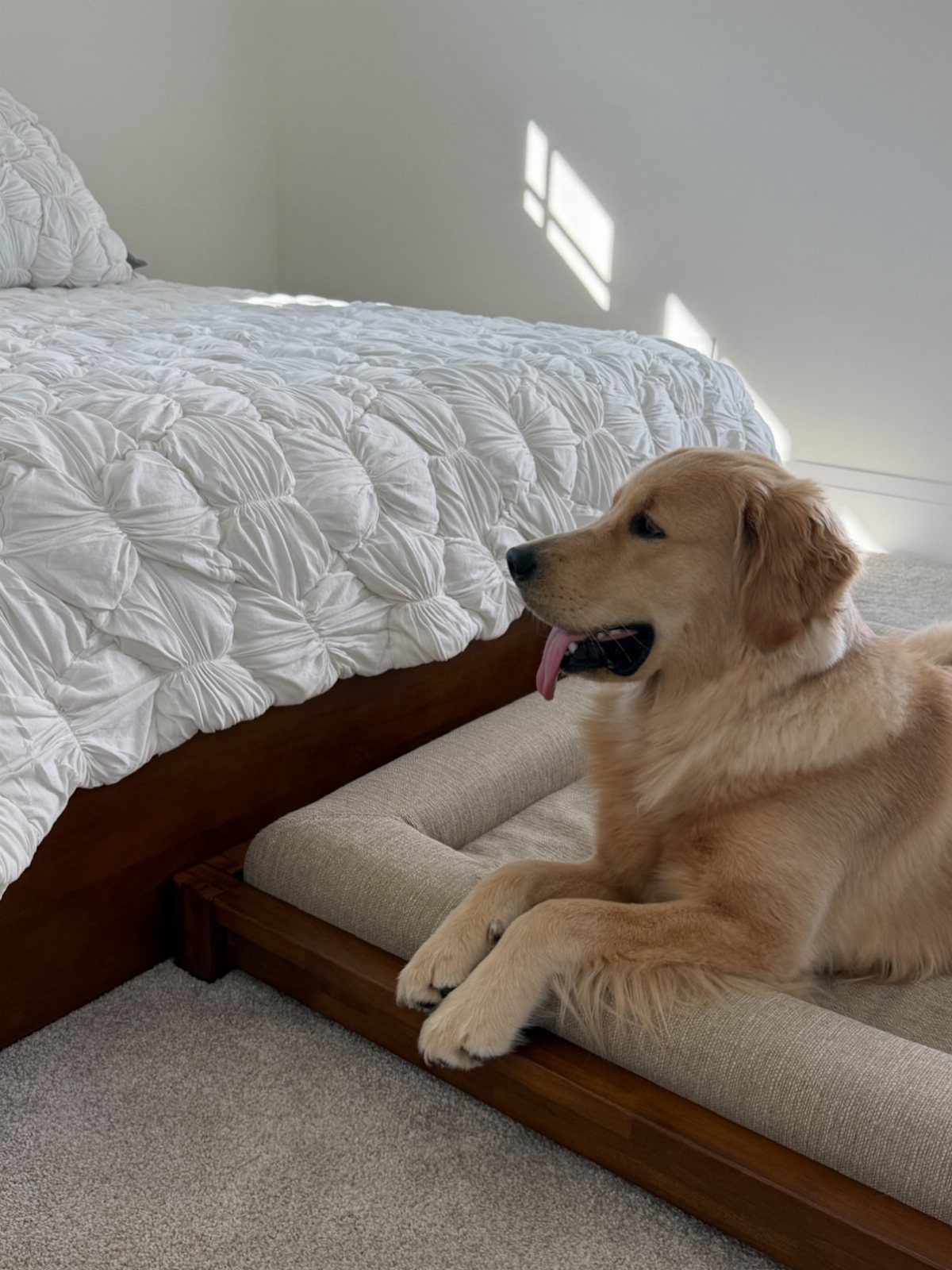 Golden retriever dog lying in a wooden bed frame with a beige cushion.